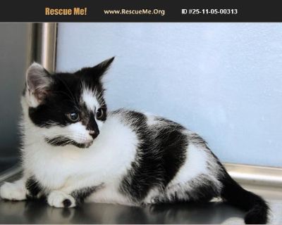Carl - Male Kitten Domestic Cat for Adoption