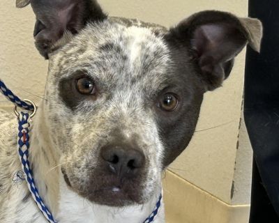 Dobbie - Australian Cattle Dog / Blue Heeler & Pit Bull Terrier Mix Male Dog for Adoption