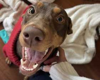 Nola Jean - Doberman Pinscher Female Dog for Adoption