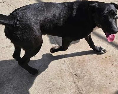 Child. Black - with white. Vaccinated. This is a friendly, happy and energetic pup! He gets along with other pups and has no problems with strangers. He will need puppy training and a routine. He will need extra exercise of some sort to keep him busy. He is a great boy who is full of love and energy. He will make a wonderful addition for any family adventure. He is located in Tennessee but can ...