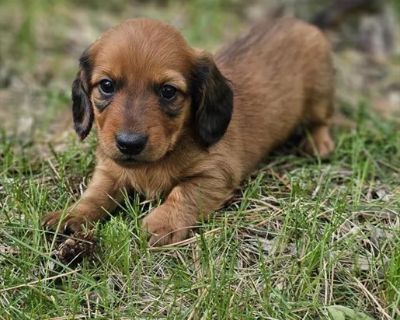 Frank - Male Dachshund Puppy for Sale