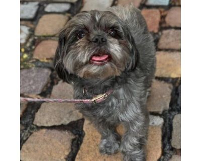 Pepper & Salt (Bonded Pair) - Shih Tzu Female Dog for Adoption