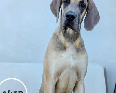 Please kindly note: We do not respond to inquiries and/or questions, UNLESS YOU FILL OUT AN APPLICATION, as we are a very small team! The submission of an application is the first step in our adoption process and is required to schedule a meeting, without exception. All of our dogs are housed in private foster homes. Please complete application below. We do allow out of state adoptions, adopter...