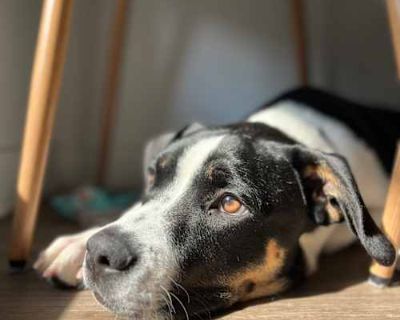 Def Leopard - Shepherd (Unknown Type)/Boxer Mix Male Dog for Adoption