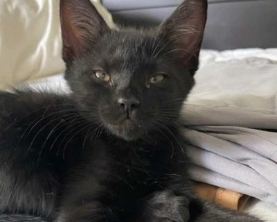 Liberty - Domestic Shorthair Female Kitten for Adoption