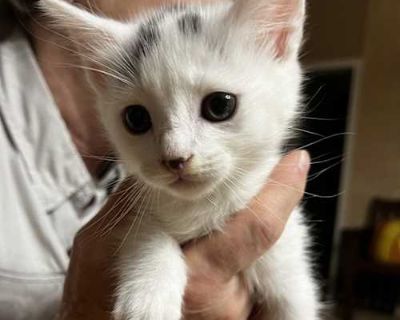 Rascal BD - Domestic Shorthair Male Cat for Adoption