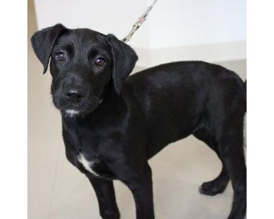 Amaretto - Labrador Retriever/Mixed Breed (Large) Mix Female Puppy for Adoption