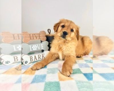 8 Weeks Old * Availability Date: 10/29/2025 * Shipping Area: Pick Up Only * Payment Method: Paypal, Credit Cards, Cash *. My adorable and playful AKC Golden Retriever puppies are looking for their forever home! They have completed deworming and are up to date on their vaccines. The puppies have been socialized with children, cats, and other animals. I am available for you to come and meet them ...