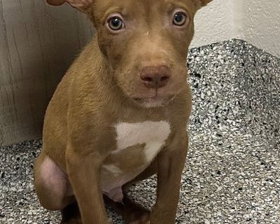 Tommy Buiscut - Boxer & Husky Mix Male Puppy for Adoption