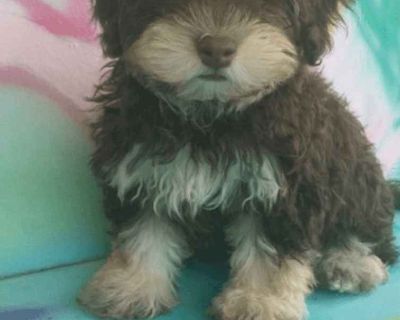 2 Male Havanese Puppies for Sale