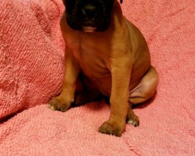 Purebred boxer puppies