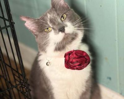 Spayed / Neutered. Breed Domestic Longhair Color Gray or Blue Age 1 year 2 months old, Adult Sex Female Pet ID 78533 Hair Length