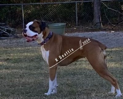 1 Male and 3 Female Boxer Puppies for Sale