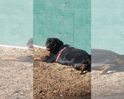 Roxy/Referral - Rottweiler Female Adult Dog for Adoption