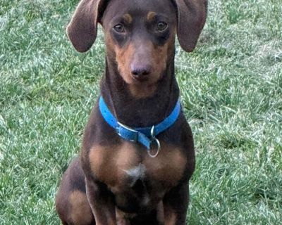 6868 Toby - Dachshund Male Dog for Adoption