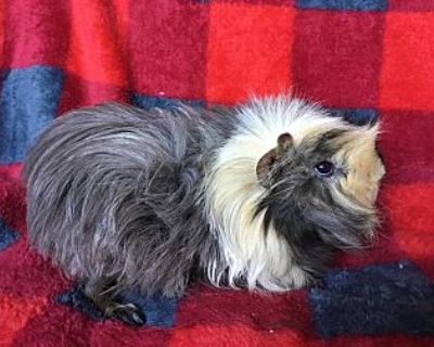 Clayton Briggs - Guinea Pig Male for Adoption