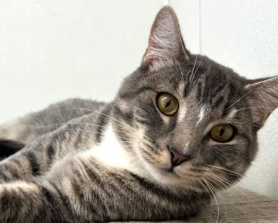 Totem - Tabby & Domestic Short Hair Mix Male Cat for Adoption