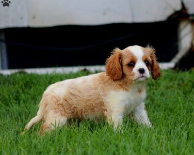 Dahlia - 8 Weeks Female Cavalier King Charles Spaniel Puppy for Sale
