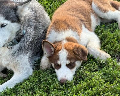 Ausky - Australian Shepherd-Siberian Husky Mix Male Puppy for Adoption