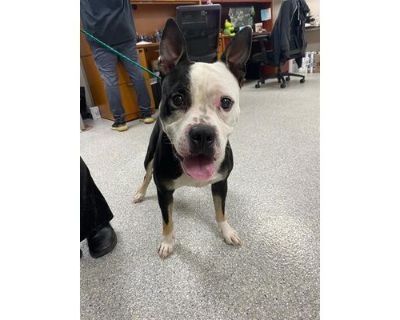 BORIS - French Bulldog/American Staffordshire Terrier Mix Male Dog for Adoption