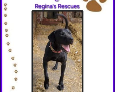 Janella - Black Labrador Retriever Mix Female Dog for Adoption