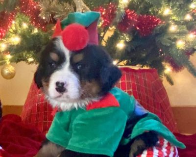 Akc purebred. Health contract. Shots/ deworming. Ready now. Super healthy. Crate trained. Socialized. 406-897-4511