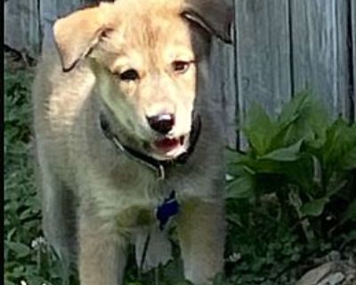 Nolan (PUPPY) - German Shepherd Dog/Husky Mix Male Puppy for Adoption