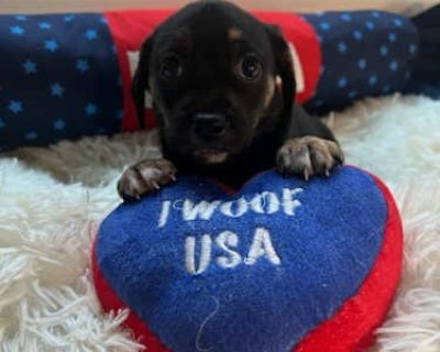 Beatrix - Rat Terrier Female Puppy for Adoption