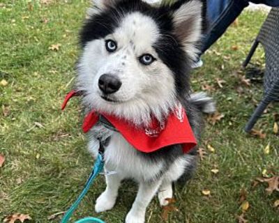 Apollo - Pomsky Male Dog for Adoption