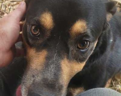 Cody, buddy Jackson. - German Shepherd Dog/Hound (Unknown Type) Mix Male Dog for Adoption