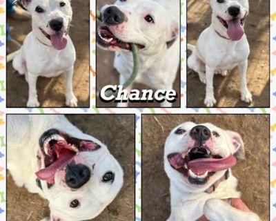 Chance - American Pit Bull Terrier Male Dog for Adoption