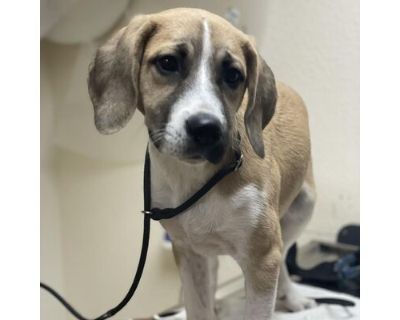 Bonnie - St. Bernard/Mixed Breed (Medium) Mix Female Puppy for Adoption