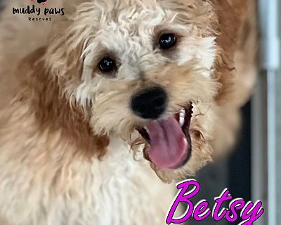 Betsy - ABC Litter - No Longer Accepting Applications - Goldendoodle Female Puppy for Adoption