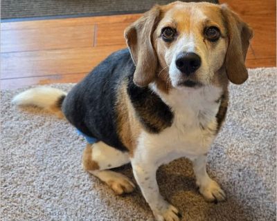 Kasey is 9 %BD years old and weighs 34 pounds. He is the perfect mix of charm, adventure, and enthusiasm. Kasey's great with other dogs, loves every human he meets (he'd love to be a Walmart greeter), and never turns down a walk, car ride, or snack opportunity. Kasey is house-trained to perfection - not a single accident in his foster home. He's free to roam the house and has never chewed, shre...