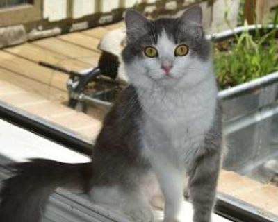Lillian - Domestic Mediumhair Female Cat for Adoption