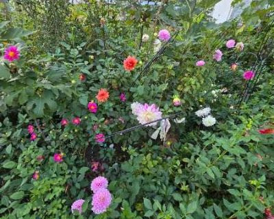 Dahlia tubers and plants I'm looking for