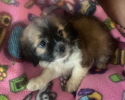 Shih Tzu/Chihuahua puppies absolutely adorable, ready now.