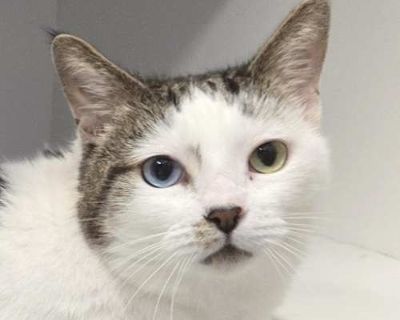 Giselle - Domestic Shorthair Female Cat for Adoption