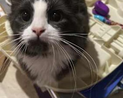 Hi, I m helping my neighbor rehome a very sweet 6-month-old kitten named Fluffy. She is spayed, vaccinated, vet-checked, very friendly, and has grown up around kids. Unfortunately the family cannot keep her past December 1st.. Good with kids Shots current Spayed / Neutered Housetrained. Breed Domestic Longhair Color Gray or Blue (Mostly) Age Kitten Sex Female Pet ID 7818527 Hair Length long