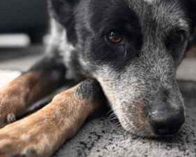 Blu - Australian Cattle Dog Male Dog for Adoption