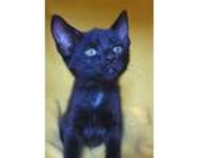 Bombay Kittens and Cats in Maryland - Buy or Adopt