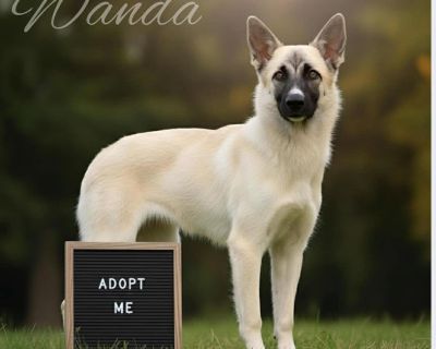 Wanda is a 8 month old, 42 lb sweetheart who s ready to find her forever family! ? This playful, gentle girl was sadly dumped along with 3 other pups at a boarding property, but now she s safe, vetted, and ready to start her new life. Great with kids Dog-friendly Sweet & playful personality Fully vetted and ready to go! Wanda has her whole life ahead of her and just needs a family to love and g...