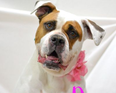 Dixie - American Bulldog Female Dog for Adoption