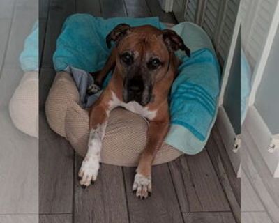 Sophie *FH* the Belly Rub Lover - Female Black Mouth Cur-Unknown Mix Senior