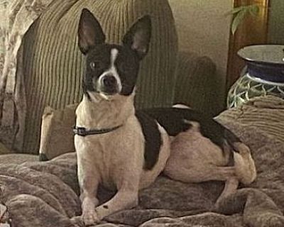 Chacha - Chihuahua/Toy Fox Terrier Mix Female Dog for Adoption