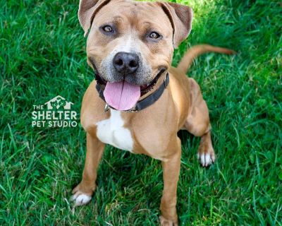 Clark AVAILABLE - Pit Bull Terrier Male Dog for Adoption