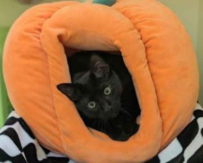 I adopted Salem him as a 3 month old kitten, and he is now about 7 months now. He is healthy, affectionate, and very people-oriented. He has a lot of energy and genuinely needs daily play, stimulation, and engagement. He loves interactive toys, exploring, and being involved in whatever you are doing. He also loves being walked outside on his leash. Because of changes in our schedules, we are no...