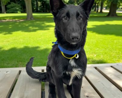 Meet Shiloh! This handsome 4-month-old pup weighs about 23 lbs and was recently saved from the euthanasia list, now he s ready for his second chance at life! Shiloh is the total package: dog, cat, kid, and people friendly! He s sweet, loving, and playful the perfect mix of cuddly and curious. He s eager to please, learns quickly, and just wants to be by your side. Whether it s going for walks, ...