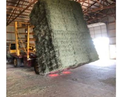 Tifton 85 horse hay