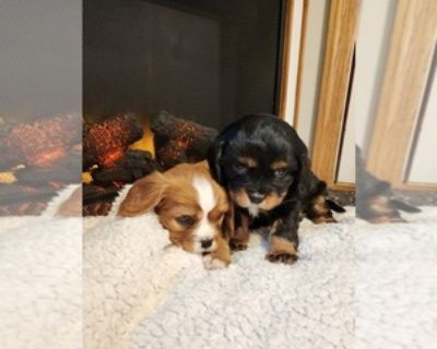 Craigslist cavalier king charles hot sale spaniel